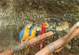 Aras Macaos et Ararauna - 1979