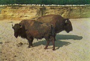 Fosse aux Bisons - 1979