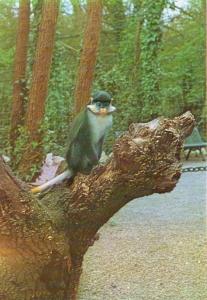 "Pico" Singe à nez blanc - 1978