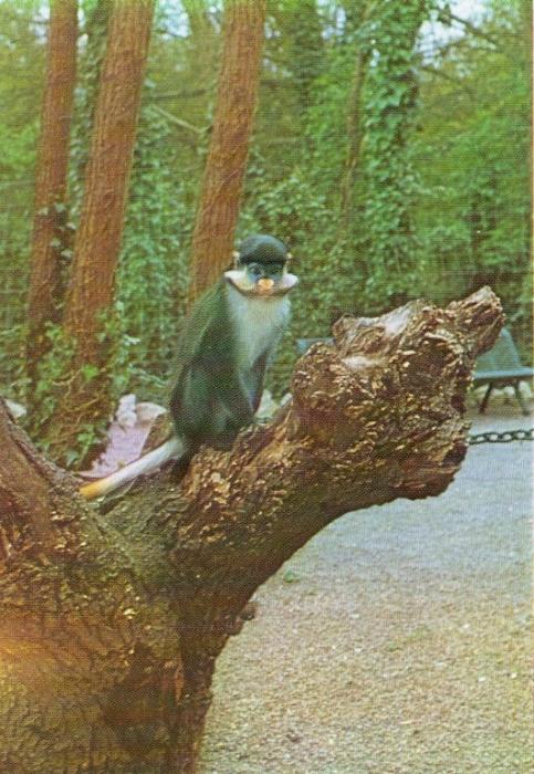 "Pico" Singe à nez blanc - 1978