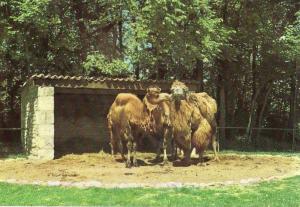 "Jeanette" "Adjé" et "Hansi" - 1979