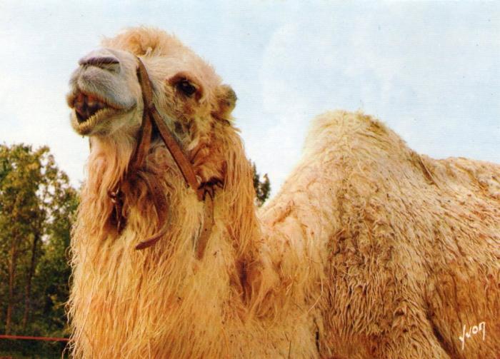 Souvenir du Zoo des Minières