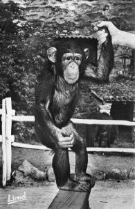 Zoo des Minières - "Chita"
