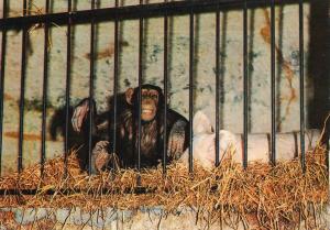 Le Chimpanzé "Chita" et son cochon "Jojo" - 1972