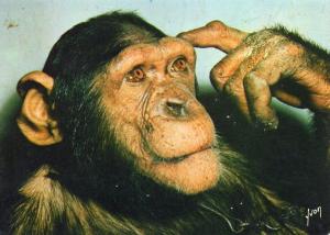 Singe