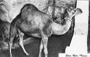 Le Zoo -  Dromadaire