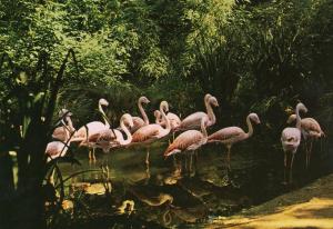 Flamants