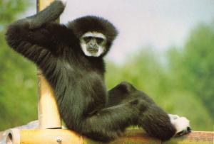 Gibbon