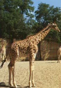 Girafe