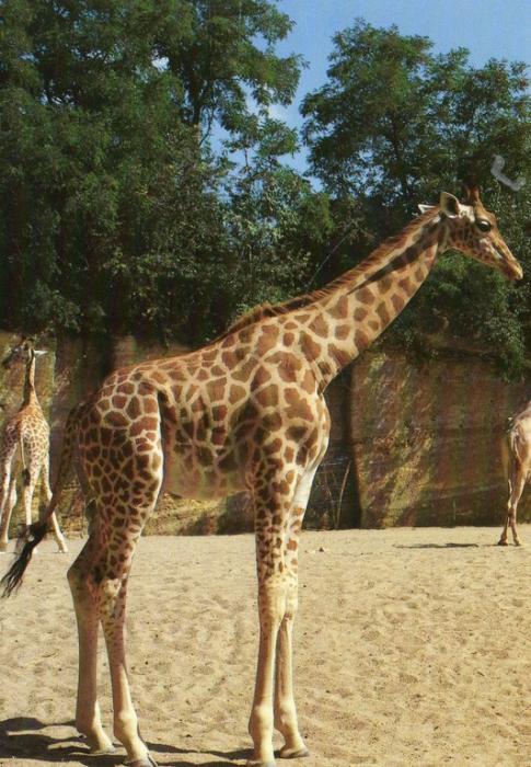 Girafe