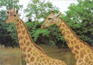 Girafes