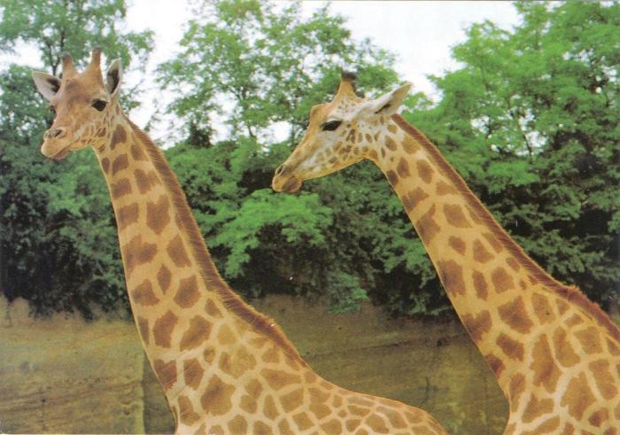 Girafes