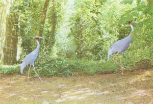 Grues Antigone - 1979