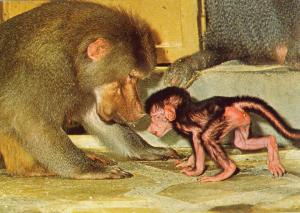Femelle Hamadryas et son petit