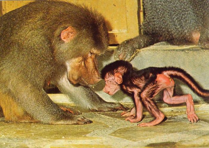 Femelle Hamadryas et son petit