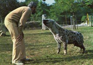 Mr Gay dans le parc aux hyènes - 1982