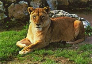Lionne - 1989