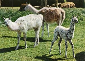 Lamas et leur petit