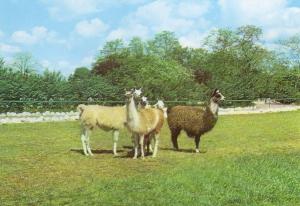Groupe de lamas - 1979