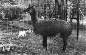 Le Zoo - Le Lama  du Thibet