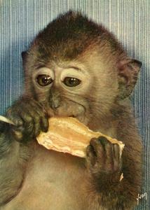 Souvenir du Zoo des Minières