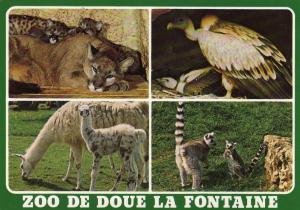 Les animaux et leurs petits - Puma - Vautour - Lama - Maki