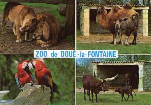 Couple de lions - Chameau et petit - Watusi et petit - Couple de aras