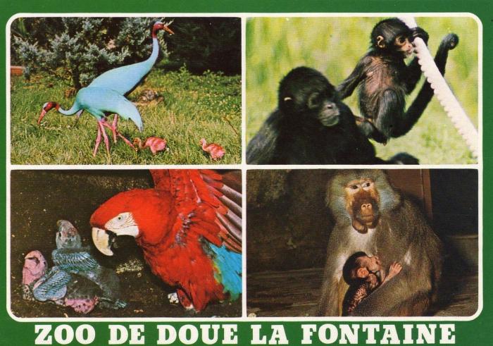 Les animaux et leurs petits - Grue Antigone - Atèle - Ara - Hamadryas