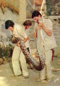 "Kaa" pensionnaire du Safari Serpents (6,10 m- 92 kg)