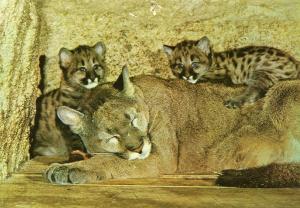 Puma et ses petits