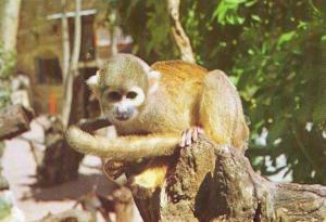 Singe Saïmiri - 1979