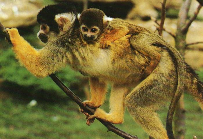 Saïmiri et son petit