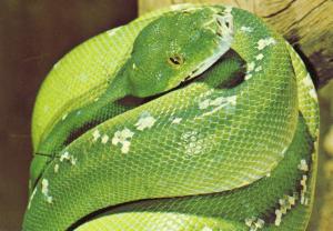 Python vert de Nouvelle-Guinée