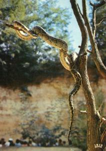 Souvenir du Safari Serpents - 1975