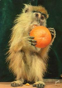 Souvenir du Zoo des Minières - 1971