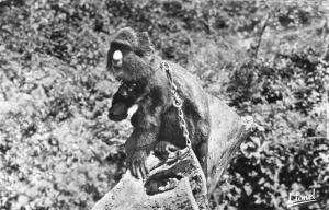 Le Zoo - Le Singe "Pain cacheté"