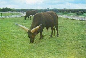 Un couple de Watusis - 1979