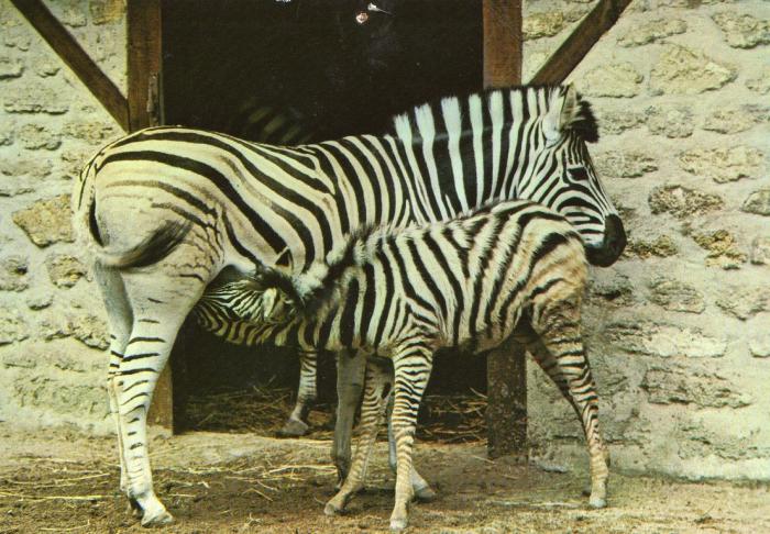 La têtée du petit zèbre