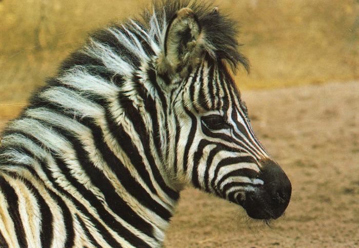 Zèbre - 1990
