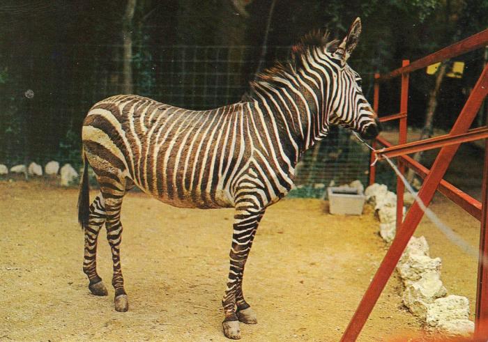 Le zèbre "Cyprien" - 1966