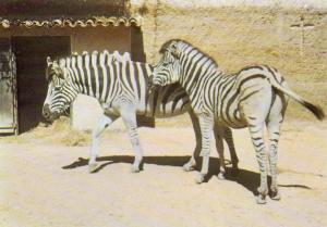 "Germaine" et "Cyprien" - 1979