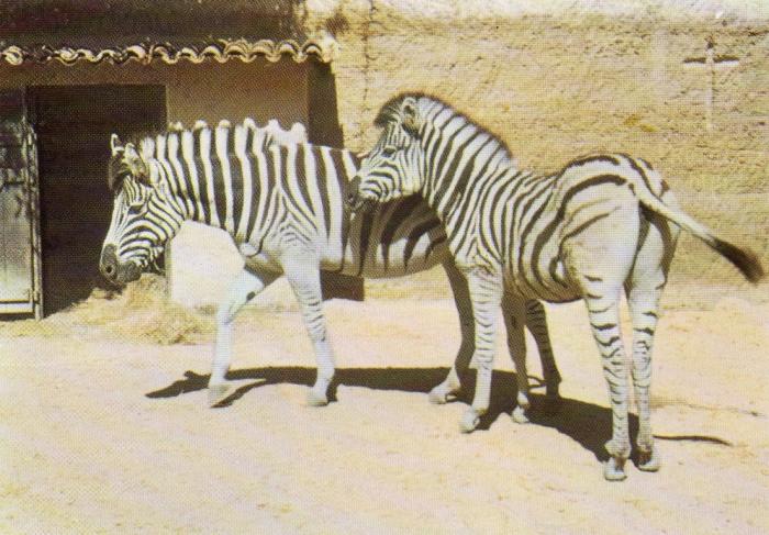 "Germaine" et "Cyprien" - 1979