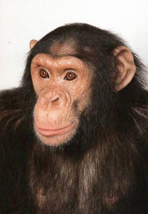 Le Chimpanzé "SAM"