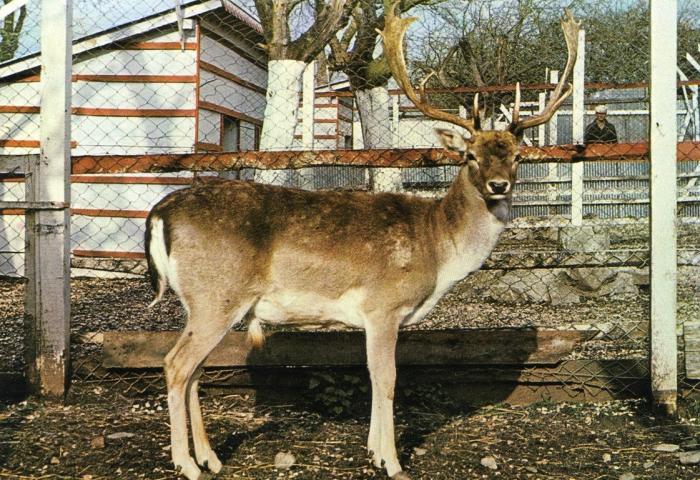 Daim moucheté de Perse "Bambi"