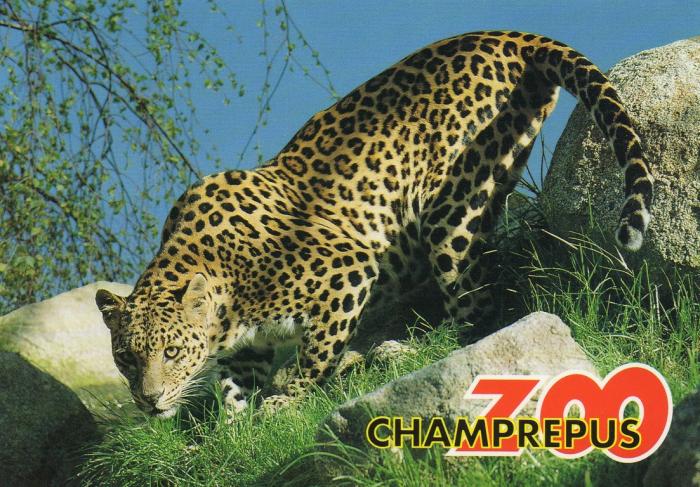 Panthère mouchetée - 1994