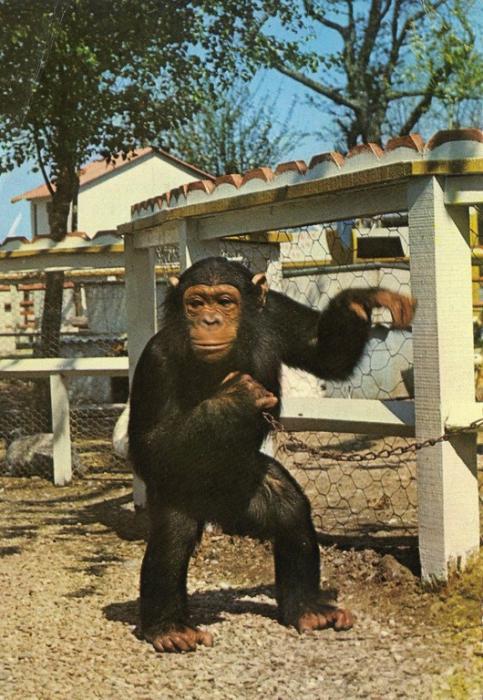 Chimpanzé "SEKO"