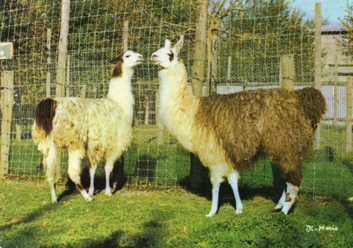 Lamas du Pérou - 1986