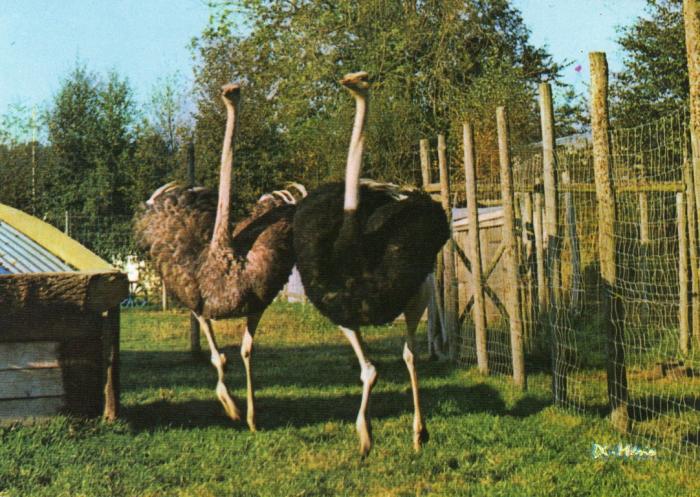 Autruches d'Afrique