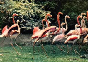 Groupe de Flamants dans le Parc