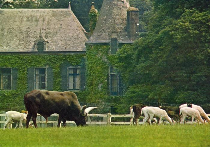 Taureau Watusi et Daims Blancs